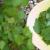 Збирання та ферментування листя смородини на зиму Як зберігати листя смородини