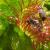 イングリッシュモウセンゴケ - Drosera anglica 保全措置が講じられています