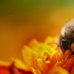 До чого сняться великі бджоли у будинку